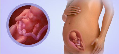 ВДМ при беременности по неделям - таблица, описание!