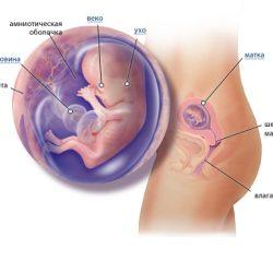 12 неделя беременности