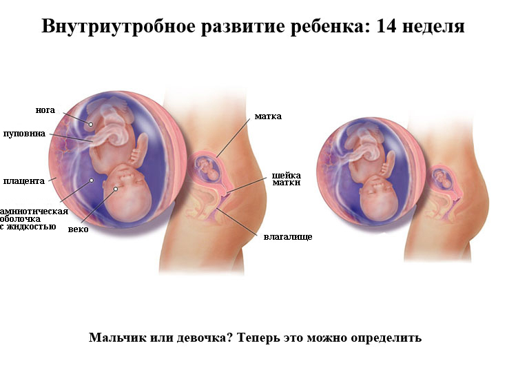 Развитие ребенка на 14 неделе беременности