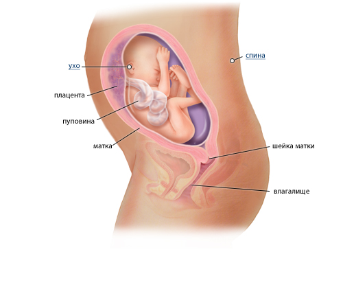Развитие ребенка на 26 неделе беременности
