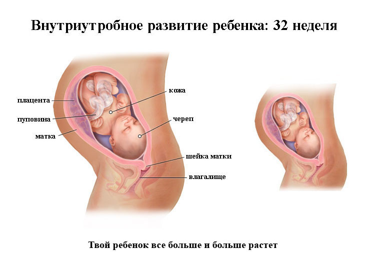 Внутриутробное развитие малыша на 32 неделе развития