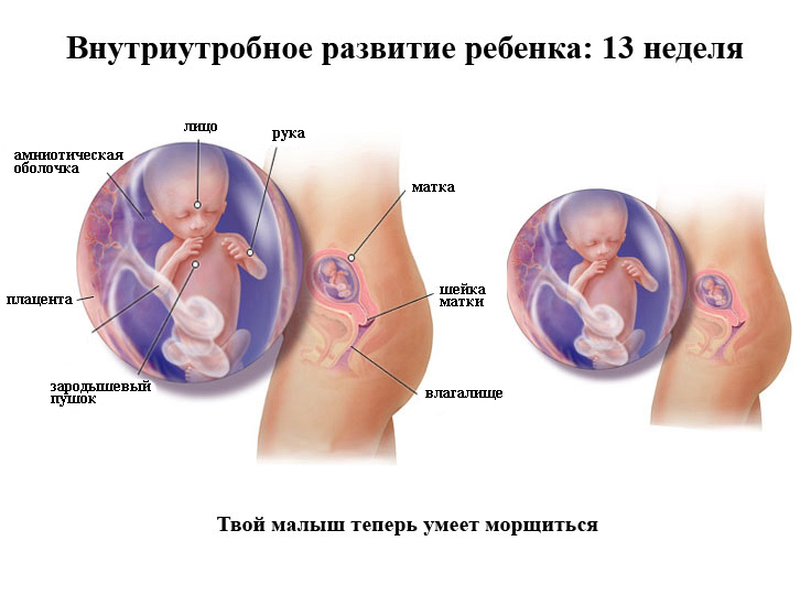 Внутриутробное развитие плода 13 неделе беременности