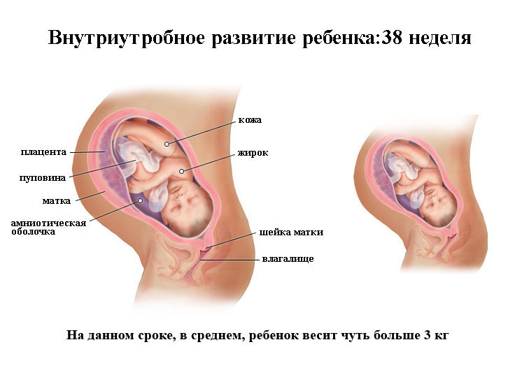 Внутриутробное развитие ребенка 38 неделя