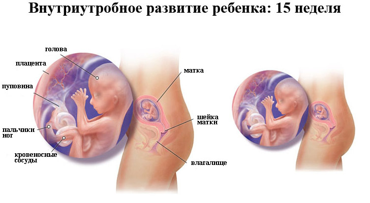 Внутриутробное развитие ребенка на 15 неделе