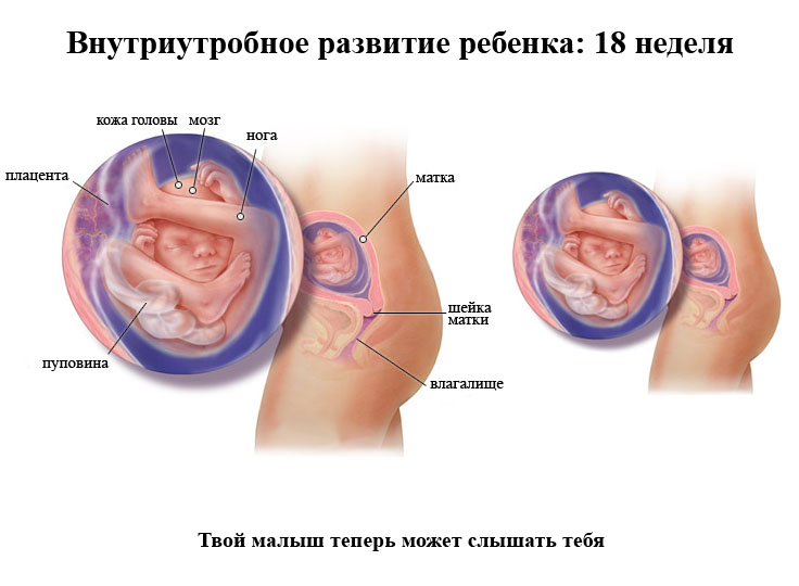 Внутриутробное развитие ребенка на 18 неделе беременности