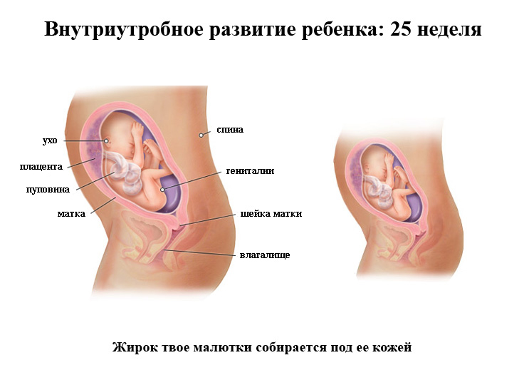 Внутриутробное развитие ребенка на 25 неделе беременности