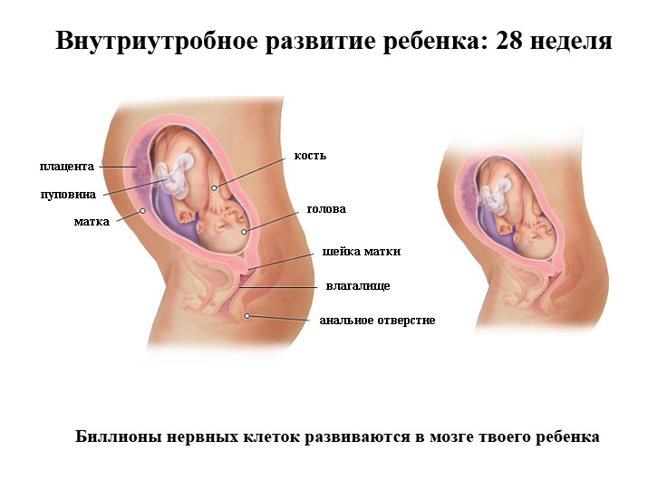 Внутриутробное развитие ребенка на 28 неделе