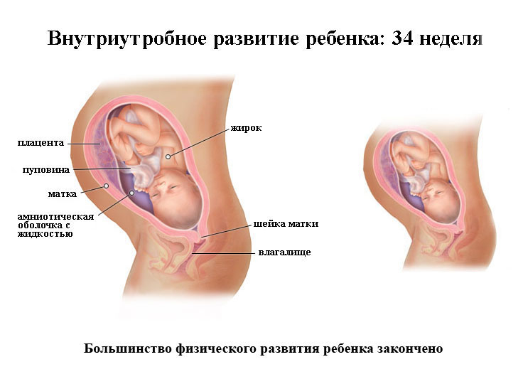 Внутриутробное развитие ребенка на 34 неделе беременности