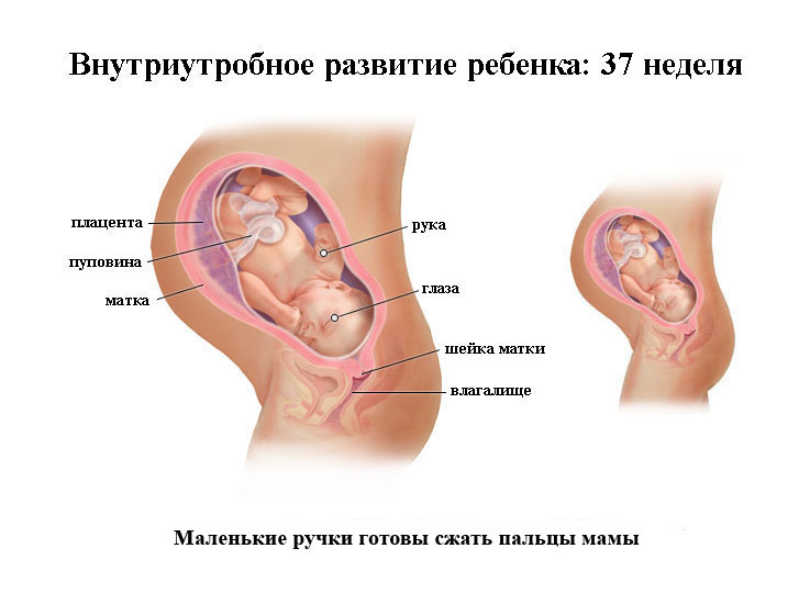 Внутриутробное развитие ребенка на 37 неделе беременности