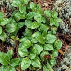 Боровая матка для зачатия как принимать Боровая матка для зачатия как принимать