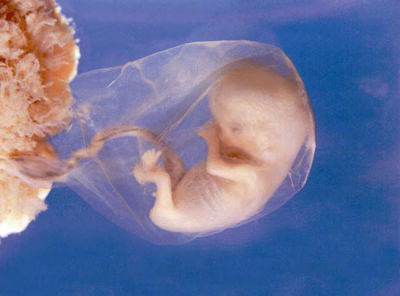 Эмбриональные ткани и плацента – главные источники синтеза ХГЧ в организме