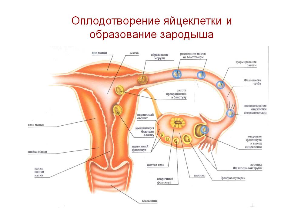 Оплодотворение и образование зародыша