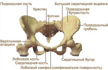 Строение костей таза