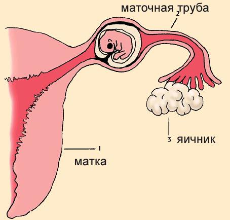 Внематочная (эктопическая) беременность