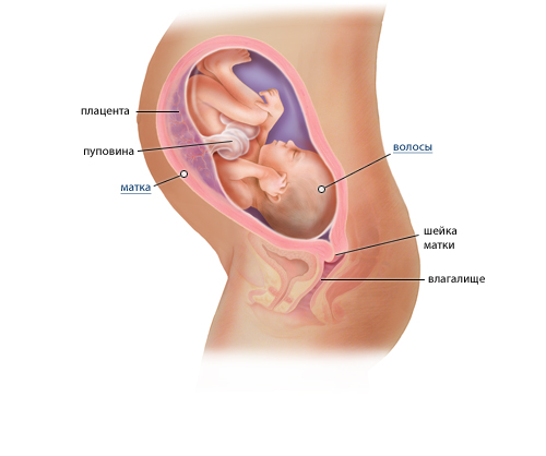 Здоровая плацента на 32 неделе беременности