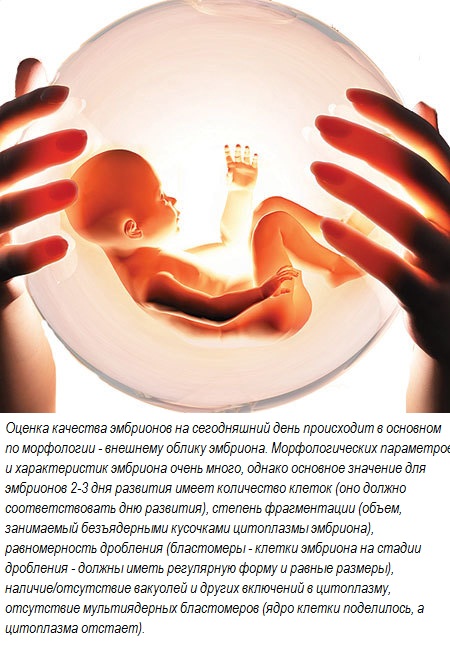 Оценка качества эмбрионов 