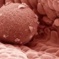 Когда происходит имплантация эмбриона после овуляции