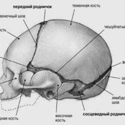 Родничок у новорожденных когда зарастает - виды родничков, нормы и патологии! Родничок у новорожденных когда зарастает - виды родничков, нормы и патологии!