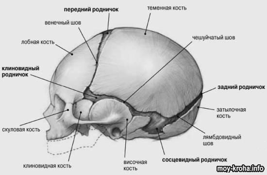 Роднички у детей: норма и патологии