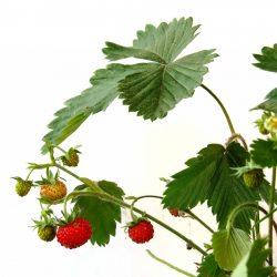 Земляника при грудном вскармливании - разберемся Земляника при грудном вскармливании — разберемся