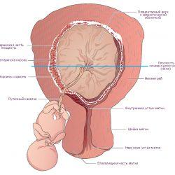 Cтарение плаценты при беременности: причины