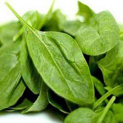 Щавель при грудном вскармливании Щавель при грудном вскармливании