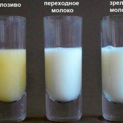 Как определить жирность грудного молока и стоит ли о ней беспокоиться