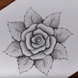 Как нарисовать розу шаг за шагом