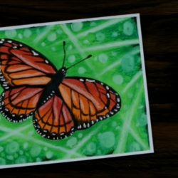 Рисунок бабочки для начинающих