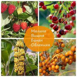 Изучаем овощи и фрукты с ребенком Изучаем овощи и фрукты с ребенком