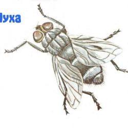 Изучаем насекомых с ребенком Изучаем насекомых с ребенком