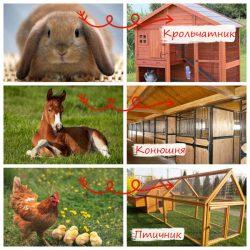 Домашние животные - кто где живет Домашние животные — кто где живет