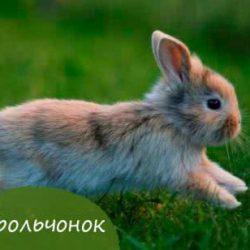 Изучаем детенышей домашних животных Изучаем детенышей домашних животных