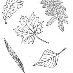 Листья - раскраски