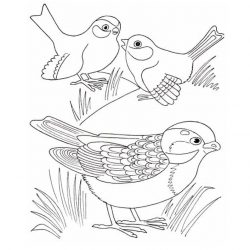 Птицы - раскраски часть 3