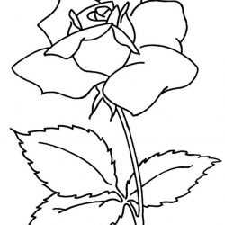 Розы - раскраски