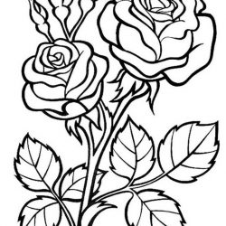 Розы - раскраски