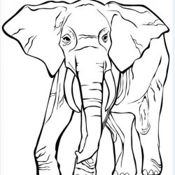 Слон - раскраски