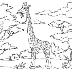 Жираф - раскраски