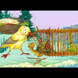 Сказка - Чайка и черепаха Сказка — Чайка и черепаха