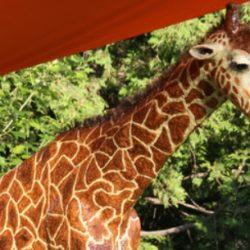 Идея поделки - Жираф методом папье-маше Идея поделки — Жираф методом папье-маше