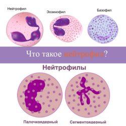 Нейтрофилы Нейтрофилы
