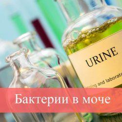 Бактерии в моче Бактерии в моче