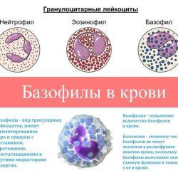 Базофилы в крови Базофилы в крови