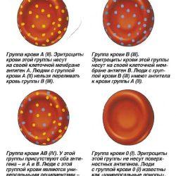 Анализ на группу крови