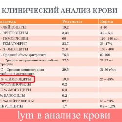 lym в анализе крови lym в анализе крови