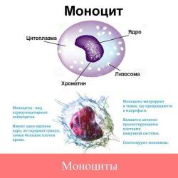 Моноциты норма Моноциты норма