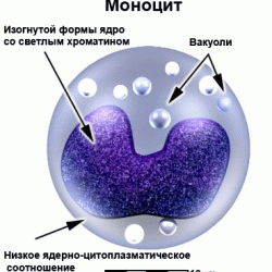Если моноциты повышены Если моноциты повышены