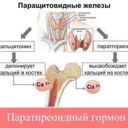 Паратгормон Паратгормон