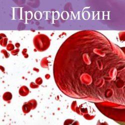 Протромбин Протромбин